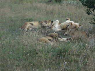 Nap time for lions