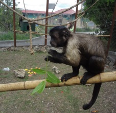 Monkeys! at Taigan