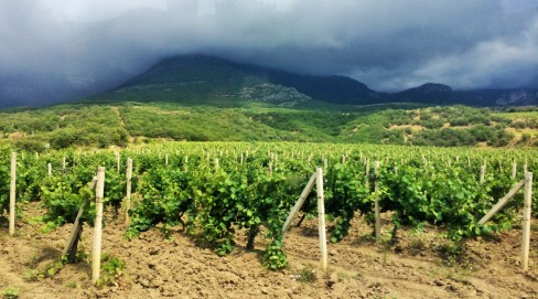 Vineyards, Crimea