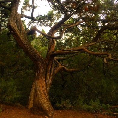 Famous Crimean Pine in Novy Svet