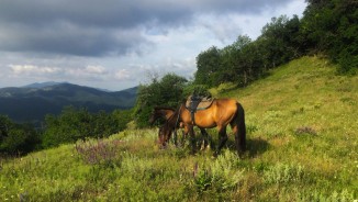 1 Horses and horizons, Sudak, Crimea 2 - Copy