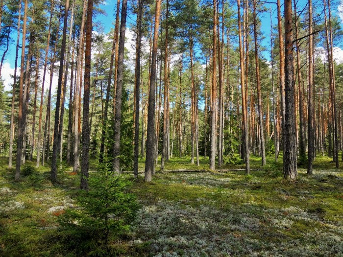 Estonian Forest 1
